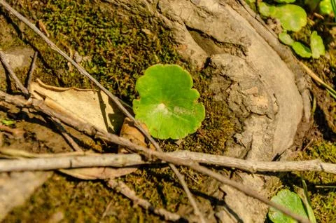 Little leave growing in a tree root Stock Photos