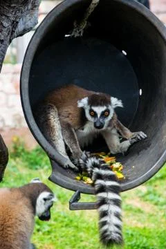 Little Lemur is eating his food on a hanging bucket Stock Photos