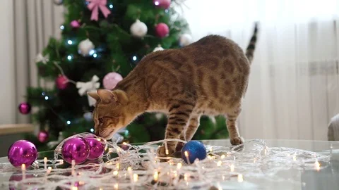 Little Leopard. Bengal cat, s playing with balls. Background , Christmas tree Stock Footage 100155505