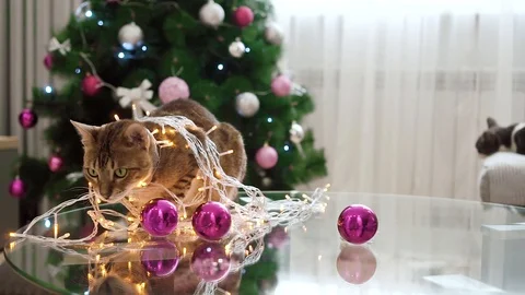 Little Leopard. Bengal cat, s playing with balls. Background , Christmas tree Stock Footage 100155509