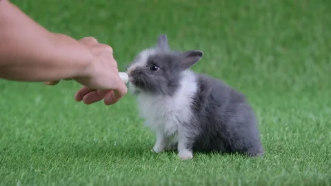 Little light black pattern rabbit drink milk from syringe hold by human hand Video stock 139472950