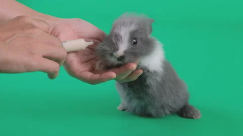 Little light black pattern rabbit drink milk from syringe hold by human hand Stock Footage 139491860