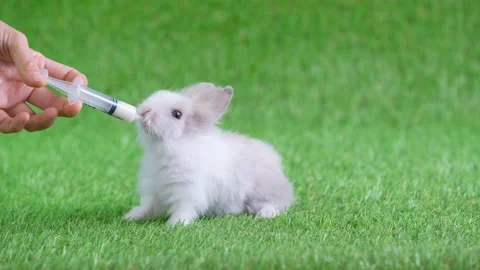 Little light white gray pattern rabbit drink milk from syringe hold by hand Stock Footage 139413317