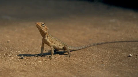 Little lizard on the background of a swinging shadow. Stock Footage 121690093