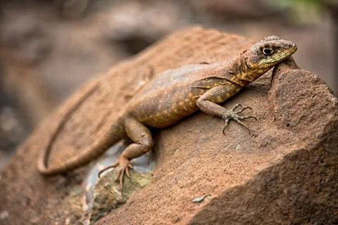 Little lizard Basking in the Sun Stock Photos