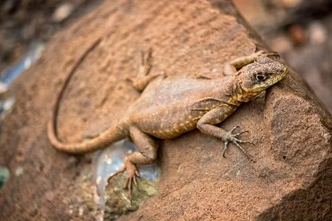Little lizard Basking in the Sun Stock Photos