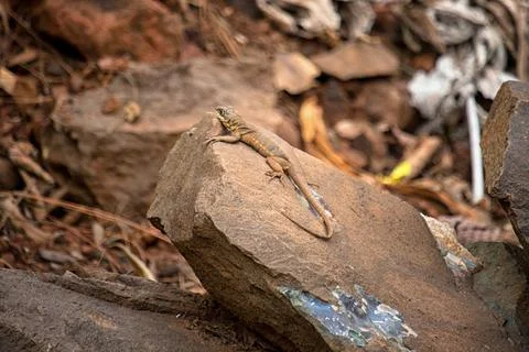 Little lizard Basking in the Sun Stock Photos
