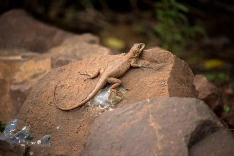 Little lizard Basking in the Sun Stock Photos