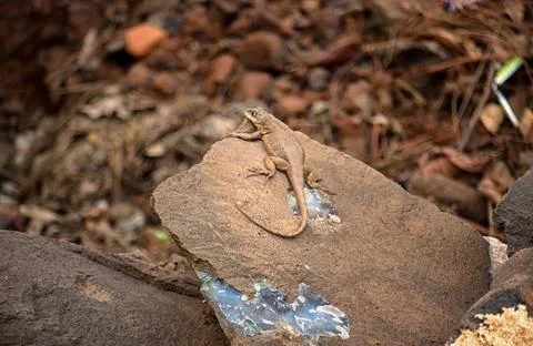 Little lizard Basking in the Sun Stock Photos