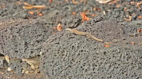 Little lizard 스톡 동영상 10826392
