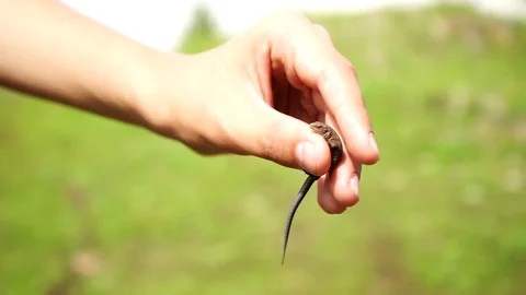 Little lizard Vídeo Stock 78871248