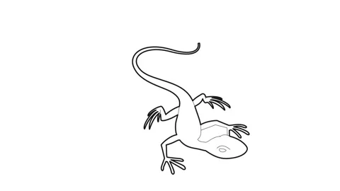 Little lizard icon animation Stock Footage 161043701