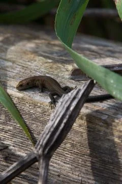 Little lizard on the log Stock Photos