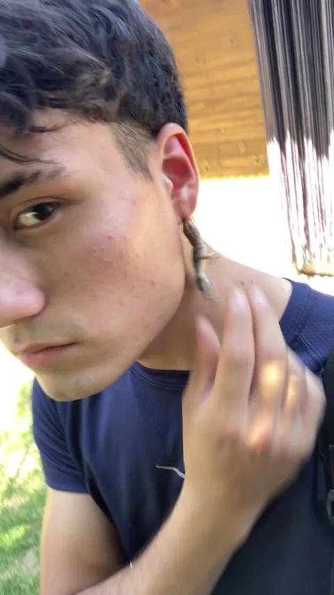 Little Lizard Makes for a Chic Earing, Argentina Stock Footage 317251236