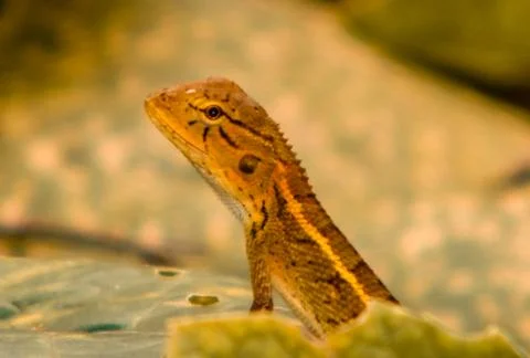 The little lizard Stock Photos