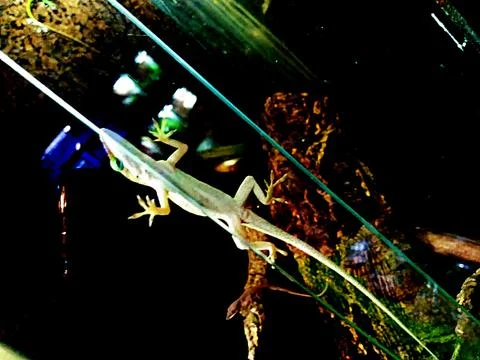 Little lizard Stock Photos
