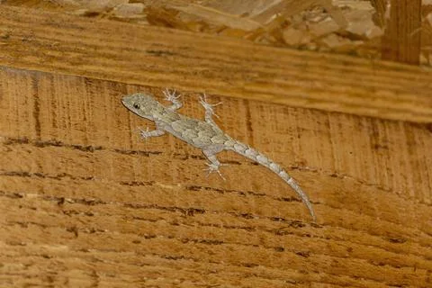 Little lizard Fotos Stock
