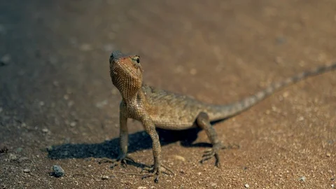 Little lizard posing in the sand. Close-up. Stock Footage 121690171