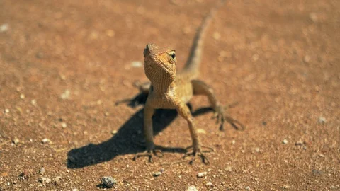 Little lizard in the sand close up. Stock Footage 121690370