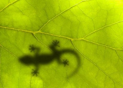 Little lizard sits on a green leaf Stock Photos