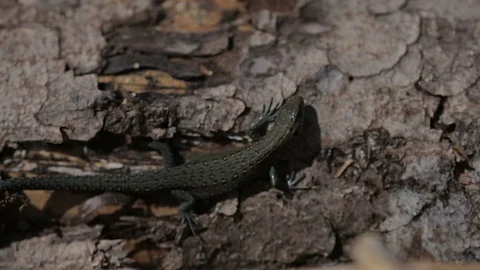 Little lizard sits on a log and then runs away. Video stock 111218679