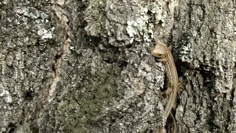Little lizard sitting on the tree. Ancient reptile closeup Stock Footage 81512218