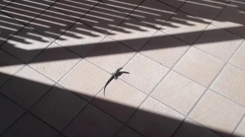 Little lizard taking sun on balcony Stock Footage 112053642