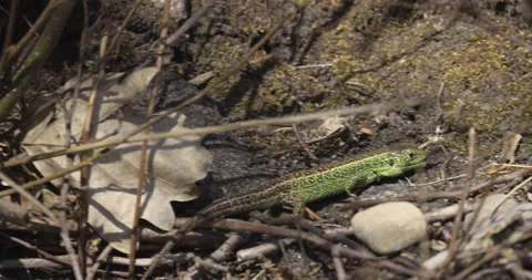 Little lizard walks in the brush, 4K slomo Stock Footage 194033619