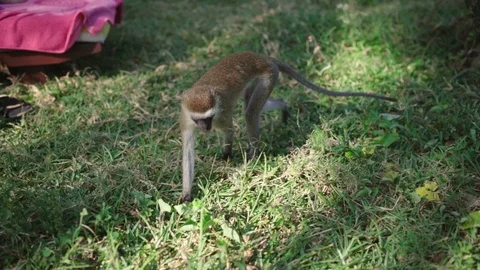 Little long-tailed monkey comes very close to get some offered food. 動画素材 120688355