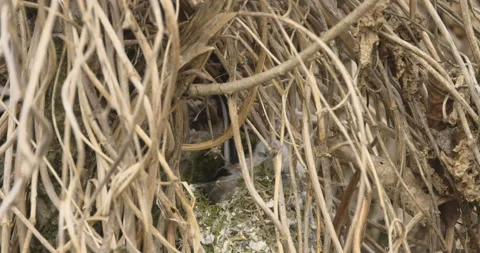Little long-tailed tit and a new nest, 4K slomo Stock Footage 237676803