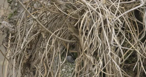 Little long-tailed tit and cobweb, 4K slomo Stock Footage 237683160