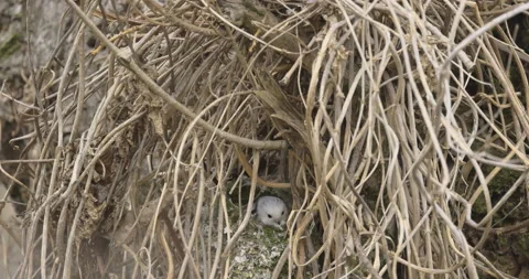 Little long-tailed tit  arranges a nest, 4K slomo Stock Footage 237682130