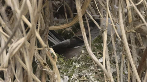 Little long-tailed tit builds a nest, big close-up 4K slomo Stock Footage 237712107
