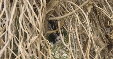 Little long-tailed tit makes a nest, 4K slomo Stock Footage 237681103