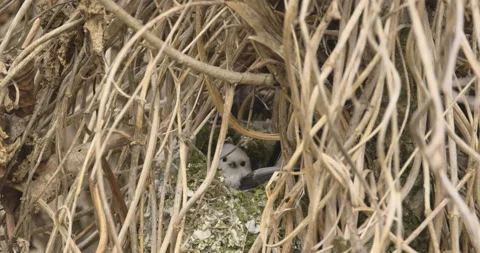 Little long-tailed tit is making a nest, close-up, 4K slomo Stock Footage 237681224