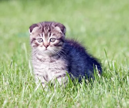 Little lop-eared kitten  in the grass Stock Photos