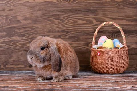 Little lop-eared rabbit. Easter eggs. Spring family holiday. Foto stock