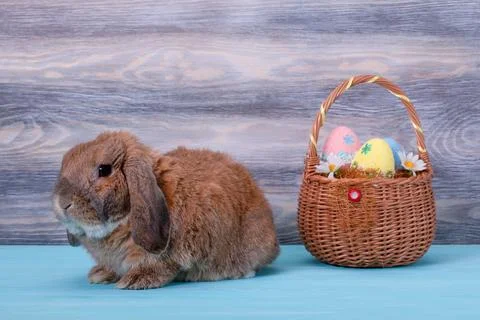 Little lop-eared rabbit. Easter eggs. Spring family holiday. Stock Photos