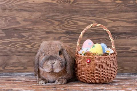 Little lop-eared rabbit. Easter eggs. Spring family holiday. Stock Photos