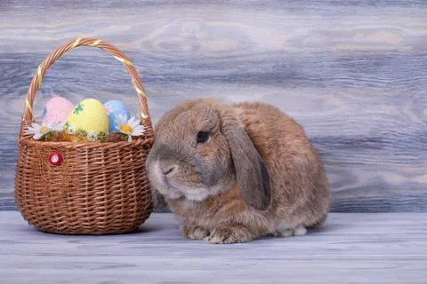 Little lop-eared rabbit. Easter eggs. Spring family holiday. Foto stock