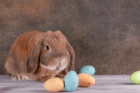Little lop-eared rabbit. Easter eggs. Spring family holiday. Stock-Fotos