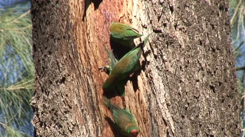 Little Lorikeet flock sit on tree feeding on tree sap on a sunny morning Stock Footage 56953071