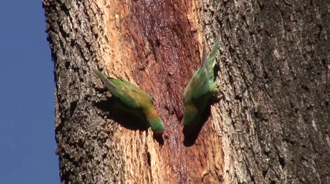 Little Lorikeet flock sit on tree feeding on tree sap on a sunny morning Stock Footage 56953080