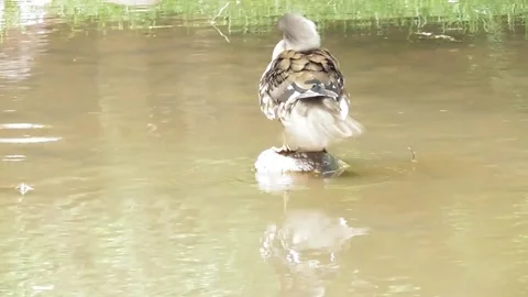 Little mandarin duck on a stone Stock Footage 335390017