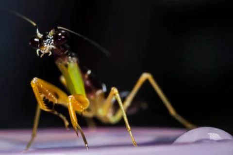 Little Mantis Foto stock