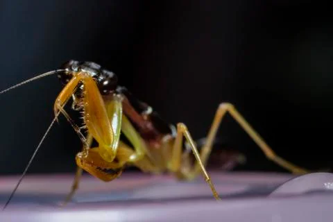 Little Mantis Foto stock