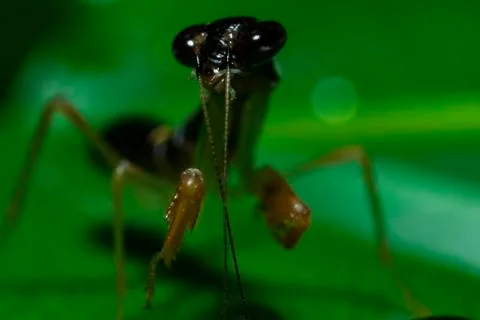 Little Mantis Foto stock