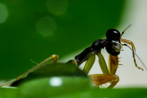 Little Mantis Foto stock