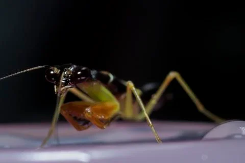 Little Mantis Foto stock