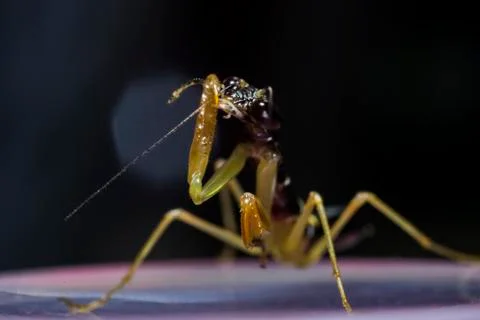Little Mantis Foto stock